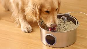 Pet Bowls & Feeding